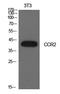 C-C Motif Chemokine Receptor 2 antibody, A00158-1, Boster Biological Technology, Western Blot image 
