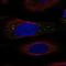 IgA Inducing Protein antibody, HPA041877, Atlas Antibodies, Immunofluorescence image 