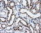 SATB Homeobox 1 antibody, LS-C784388, Lifespan Biosciences, Immunohistochemistry frozen image 