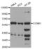 Cyclin B1 antibody, abx001673, Abbexa, Western Blot image 