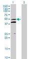 Mitochondrial Ribosomal Protein S5 antibody, H00064969-B01P, Novus Biologicals, Western Blot image 