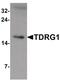 TDRG1 antibody, PA5-34479, Invitrogen Antibodies, Western Blot image 