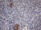Interleukin-24 antibody, LS-C792047, Lifespan Biosciences, Immunohistochemistry paraffin image 