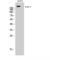 Erb-B2 Receptor Tyrosine Kinase 3 antibody, LS-C383414, Lifespan Biosciences, Western Blot image 
