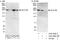 GRIP And Coiled-Coil Domain Containing 2 antibody, A303-568A, Bethyl Labs, Western Blot image 