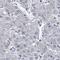 Transmembrane Protein 182 antibody, HPA045861, Atlas Antibodies, Immunohistochemistry paraffin image 