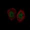 Lysine Demethylase 5B antibody, NBP2-52969, Novus Biologicals, Immunofluorescence image 