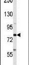 ADAM Metallopeptidase Domain 9 antibody, PA5-25959, Invitrogen Antibodies, Western Blot image 