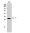 RAB18, Member RAS Oncogene Family antibody, STJ95285, St John