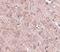 GLE1 RNA Export Mediator antibody, NBP1-76979, Novus Biologicals, Immunohistochemistry paraffin image 