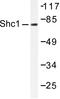 SHC Adaptor Protein 1 antibody, AP06411PU-N, Origene, Western Blot image 