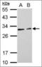 MARVEL Domain Containing 2 antibody, orb374225, Biorbyt, Western Blot image 