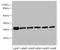 GP25L2 antibody, A53113-100, Epigentek, Western Blot image 