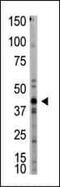 Myostatin antibody, PA5-11936, Invitrogen Antibodies, Western Blot image 