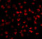 Fibroblast growth factor 4 antibody, 4433, ProSci, Immunofluorescence image 