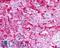 Melanocortin 5 Receptor antibody, LS-A1022, Lifespan Biosciences, Immunohistochemistry frozen image 