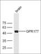 G Protein Nucleolar 2 antibody, orb157229, Biorbyt, Western Blot image 