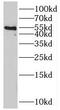 Retinoid X Receptor Gamma antibody, FNab07545, FineTest, Western Blot image 