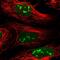 Cms1 Ribosomal Small Subunit Homolog antibody, PA5-60138, Invitrogen Antibodies, Immunofluorescence image 