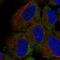 CD1d Molecule antibody, HPA072662, Atlas Antibodies, Immunofluorescence image 