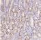 Transmembrane Protein 130 antibody, NBP1-84099, Novus Biologicals, Immunohistochemistry frozen image 