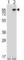 Nuclear Receptor Binding SET Domain Protein 3 antibody, abx027001, Abbexa, Western Blot image 