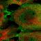 PDZ And LIM Domain 5 antibody, HPA020026, Atlas Antibodies, Immunofluorescence image 