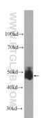 SK4 antibody, 60276-1-Ig, Proteintech Group, Western Blot image 