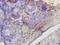 Host Cell Factor C1 antibody, orb100636, Biorbyt, Immunohistochemistry paraffin image 
