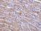 GDNF Family Receptor Alpha 3 antibody, NBP1-77035, Novus Biologicals, Immunohistochemistry frozen image 
