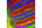 Tubulin Beta 3 Class III antibody, 5568S, Cell Signaling Technology, Flow Cytometry image 