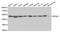 Eukaryotic Translation Initiation Factor 4A1 antibody, A5294, ABclonal Technology, Western Blot image 