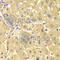 TRAF3 Interacting Protein 2 antibody, A6776, ABclonal Technology, Immunohistochemistry paraffin image 