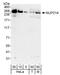 NUP214 antibody, A300-717A, Bethyl Labs, Western Blot image 