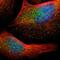 Macrophage Stimulating 1 Receptor antibody, NBP1-88136, Novus Biologicals, Immunofluorescence image 