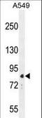 Anaphase Promoting Complex Subunit 5 antibody, LS-C156327, Lifespan Biosciences, Western Blot image 