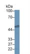 Proliferation-Associated 2G4 antibody, MBS2027239, MyBioSource, Western Blot image 