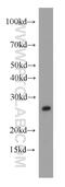 Platelet Activating Factor Acetylhydrolase 1b Catalytic Subunit 3 antibody, 20564-1-AP, Proteintech Group, Western Blot image 