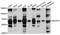 Ectonucleoside Triphosphate Diphosphohydrolase 1 antibody, A3778, ABclonal Technology, Western Blot image 