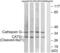 Cathepsin G antibody, abx015567, Abbexa, Western Blot image 