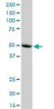 Mitochondrial Ribosomal Protein S30 antibody, H00010884-B01P, Novus Biologicals, Western Blot image 