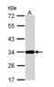 Annexin A4 antibody, NBP1-31751, Novus Biologicals, Western Blot image 