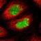 Activating Transcription Factor 3 antibody, HPA001562, Atlas Antibodies, Immunofluorescence image 