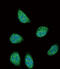 Serpin Family A Member 6 antibody, LS-B10686, Lifespan Biosciences, Immunofluorescence image 