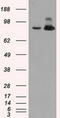 Aconitase 2 antibody, TA500841, Origene, Western Blot image 