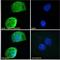 Hepatitis A Virus Cellular Receptor 2 antibody, LS-C55594, Lifespan Biosciences, Immunofluorescence image 