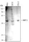Dual Specificity Phosphatase 6 antibody, MAB3576, R&D Systems, Western Blot image 