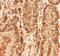 Vestigial Like Family Member 4 antibody, NBP2-38421, Novus Biologicals, Immunohistochemistry frozen image 