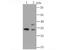 Heterogeneous Nuclear Ribonucleoprotein A1 antibody, NBP2-66891, Novus Biologicals, Western Blot image 