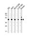 NSFL1 Cofactor antibody, M08116, Boster Biological Technology, Western Blot image 